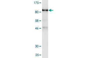 Western Blot detection against Immunogen (90.