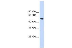 FZR1 antibody used at 1 ug/ml to detect target protein. (FZR1 anticorps)