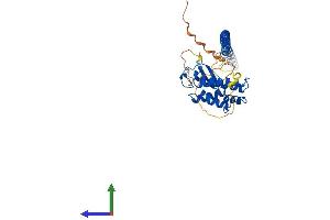 AlphaFold protein structure predicition of Human Recombinant RAB3IL1 Protein, UniprotID Q8TBN0