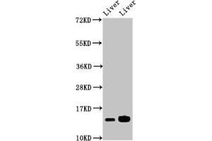 Western Blot Positive WB detected in: Mouse liver tissue, Rat liver tissue All lanes: HIST1H2BB antibody at 2.