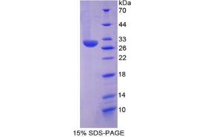 SDS-PAGE analysis of Mouse Chymase 1, Mast Cell Protein. (CMA1 Protéine)