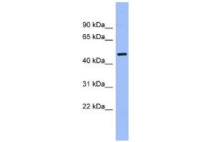 WB Suggested Anti-CAMK1G Antibody Titration: 0. (CAMK1G anticorps  (Middle Region))