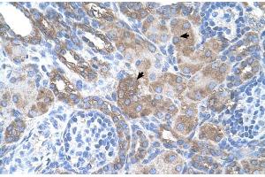 Human kidney (Melanoma gp100 anticorps  (N-Term))