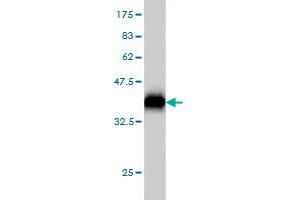 Western Blot detection against Immunogen (37.