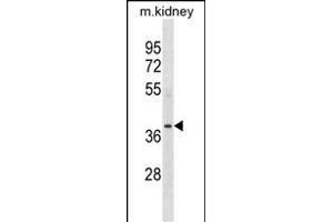 POC1A Antibody (N-term) (ABIN1539307 and ABIN2849965) western blot analysis in mouse kidney tissue lysates (35 μg/lane). (POC1A anticorps  (N-Term))