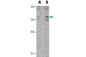 Western blot analysis of IL27 in EL4 lysate with IL27 polyclonal antibody  at (A) 2 and (B) 4 ug/mL . (IL-27 anticorps  (N-Term))
