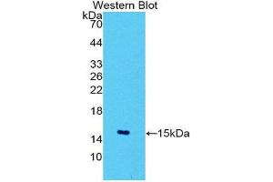 Western Blotting (WB) image for anti-Solute Carrier Family 2 (Facilitated Glucose Transporter), Member 1 (SLC2A1) (AA 251-329) antibody (Biotin) (ABIN1174324)