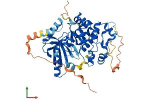 AlphaFold protein structure predicition of Human Recombinant MAP2K2 Protein, UniprotID P36507