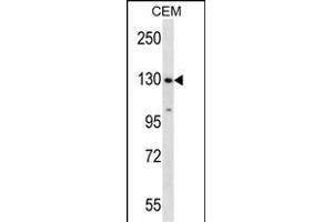 SF3B1 Antibody (N-term) (ABIN657676 and ABIN2846668) western blot analysis in CEM cell line lysates (35 μg/lane). (SF3B1 anticorps  (N-Term))