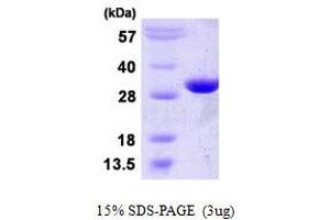 SDS-PAGE (SDS) image for phosphoglycerate Mutase 2 (Muscle) (PGAM2) (AA 1-253) protein (His tag) (ABIN667687)