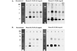 Immunoprecipitation of recombinant IL-33 proteins using anti-IL-33 (human), mAb (IL33026B) . (IL-33 anticorps)