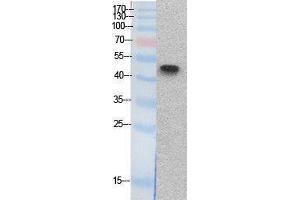 Western Blotting (WB) image for anti-Tumor Protein P53 (TP53) (Internal Region) antibody (ABIN3178522) (p53 anticorps  (Internal Region))