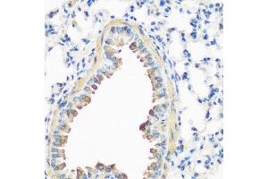 Immunohistochemistry of paraffin-embedded mouse lung using CAV3 antibody at dilution of 1:200 (40x lens). (Caveolin 3 anticorps)