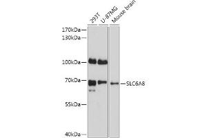 Western blot analysis of extracts of various cell lines, using SLC6 antibody (ABIN7270473) at 1:1000 dilution. (SLC6A8 anticorps  (AA 539-635))