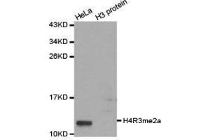 Western Blotting (WB) image for anti-Histone H4 (2meArg3) antibody (ABIN1872990) (Histone H4 anticorps  (2meArg3))
