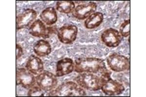 Immunohistochemistry of RTP801 in mouse kidney tissue with this product at 5 μg/ml.