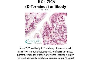 Image no. 3 for anti-Zinc Family Member 5 (ZIC5) (C-Term) antibody (ABIN1740919) (ZIC5 anticorps  (C-Term))