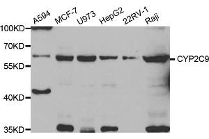 Western blot analysis of extracts of various cell lines, using CYP2C9 antibody (ABIN5973660) at 1/1000 dilution. (CYP2C9 anticorps)
