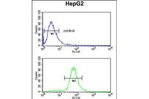 Flow cytometric analysis of HepG2 cells (bottom histogram) compared to a negative control cell (top histogram). (GSTA4 anticorps  (N-Term))