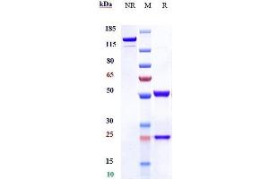 Anti-IL-13 Reference Antibody (anrukinzumab) on SDS-PAGE under reducing (R) condition.