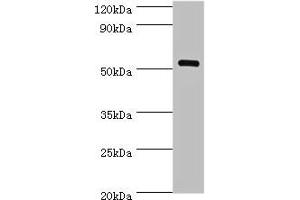 Western blot All lanes: MEF2C antibody at 1 μg/mL + Mouse skeletal muscle tissue Secondary Goat polyclonal to rabbit IgG at 1/10000 dilution Predicted band size: 52, 51, 48, 45, 53 kDa Observed band size: 52 kDa (MEF2C anticorps  (AA 170-380))