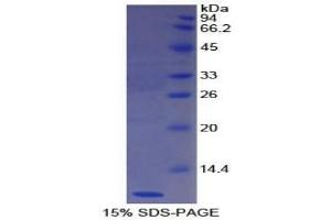 SDS-PAGE analysis of Human Nesfatin 1 Protein. (NUCB2 Protéine)