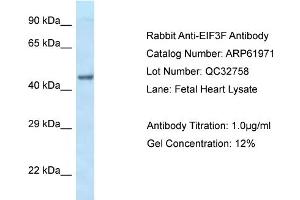 Western Blotting (WB) image for anti-Eukaryotic Translation Initiation Factor 3 Subunit F (EIF3F) (C-Term) antibody (ABIN786528) (EIF3F anticorps  (C-Term))