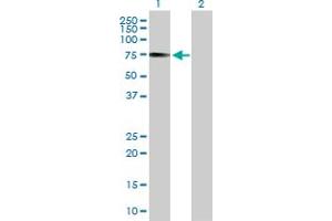 Western Blot analysis of IRF2BP1 expression in transfected 293T cell line by IRF2BP1 MaxPab polyclonal antibody.