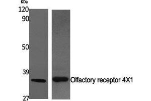 Western Blot (WB) analysis of specific cells using Olfactory receptor 4X1 Polyclonal Antibody. (OR4X1 anticorps  (C-Term))
