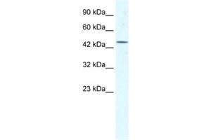 Western Blotting (WB) image for anti-Eukaryotic Translation Initiation Factor 4A3 (EIF4A3) antibody (ABIN2461349)