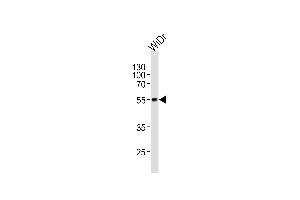 Western blot analysis of lysate from WiDr cell line, using hPDX1 (ABIN388773 and ABIN2839108). (PDX1 anticorps  (C-Term))