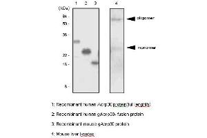 Western Blotting (WB) image for anti-Adiponectin (ADIPOQ) antibody (ABIN361007) (ADIPOQ anticorps)
