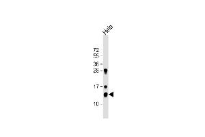 Anti-TrX Antibody (M1) at 1:1000 dilution + Hela whole cell lysate Lysates/proteins at 20 μg per lane. (TXN anticorps  (N-Term))