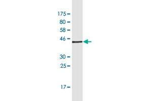 Western Blot detection against Immunogen (37. (FMN1 anticorps  (AA 1-109))