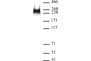 RNA pol II phospho Ser7 antibody (mAb) (Clone 3D4A12) tested by Western blot. (Rpb1 CTD anticorps  (pSer7))