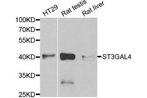 Western Blotting (WB) image for anti-ST3 beta-Galactoside alpha-2,3-Sialyltransferase 4 (ST3GAL4) antibody (ABIN1980325) (ST3GAL4 anticorps)
