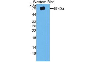Western blot analysis of the recombinant protein. (TLR5 anticorps  (AA 325-644))