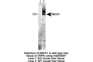 Image no. 1 for anti-ATP-Binding Cassette, Sub-Family A (ABC1), Member 1 (ABCA1) (Extracellular Loop), (N-Term) antibody (ABIN363251) (ABCA1 anticorps  (Extracellular Loop, N-Term))