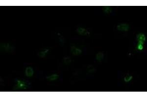 Anti-LGR5 mouse monoclonal antibody (ABIN2454609) immunofluorescent staining of COS7 cells transiently transfected by pCMV6-ENTRY LGR5 (RC212825). (LGR5 anticorps  (AA 250-550))