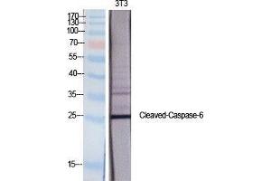 Western Blotting (WB) image for anti-Caspase 6 p18 (Asp162), (cleaved) antibody (ABIN3181763) (Caspase 6 p18 (Asp162), (cleaved) anticorps)