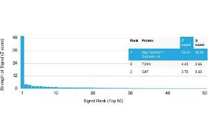 Analysis of Protein Array containing more than 19,000 full-length human proteins using CDH16-Monospecific Mouse Monoclonal Antibody (CDH16/2125).