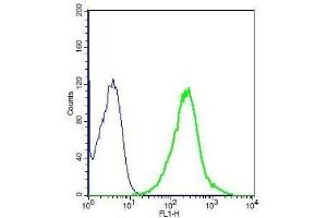 Human A549 cell lysates probed with Rabbit Anti-CX3CL1 Polyclonal Antibody, Unconjugated . (CX3CL1 anticorps  (AA 301-397))