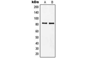 Western blot analysis of MZF1 expression in Raji (A), HeLa (B) whole cell lysates. (MZF1 anticorps  (N-Term))