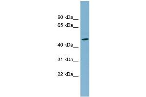 WB Suggested Anti-SLC25A24 Antibody Titration:  0.