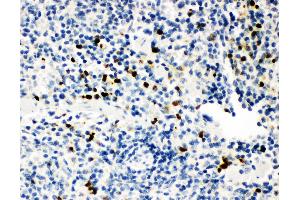 Anti-Myeloperoxidase Picoband antibody,  IHC(P): Mouse Spleen Tissue (Myeloperoxidase anticorps  (AA 406-745))