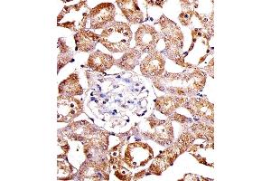 Immunohistochemical analysis of paraffin-embedded M.