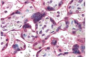 Human Placenta (formalin-fixed, paraffin-embedded) stained with HDAC3 antibody ABIN291844 at 10 ug/ml followed by biotinylated goat anti-rabbit IgG secondary antibody ABIN481713, alkaline phosphatase-streptavidin and chromogen. (HDAC3 anticorps  (AA 2-17))