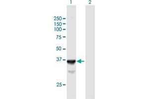 Western Blot analysis of SLC25A3 expression in transfected 293T cell line by SLC25A3 MaxPab polyclonal antibody. (SLC25A3 anticorps  (AA 1-361))