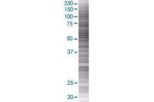 PSG9 transfected lysate. (PSG9 293T Cell Transient Overexpression Lysate(Denatured))