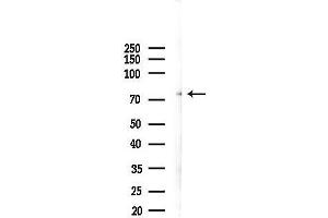 anti-SHC SH2-Domain Binding Protein 1-Like (SHCBP1L) antibody